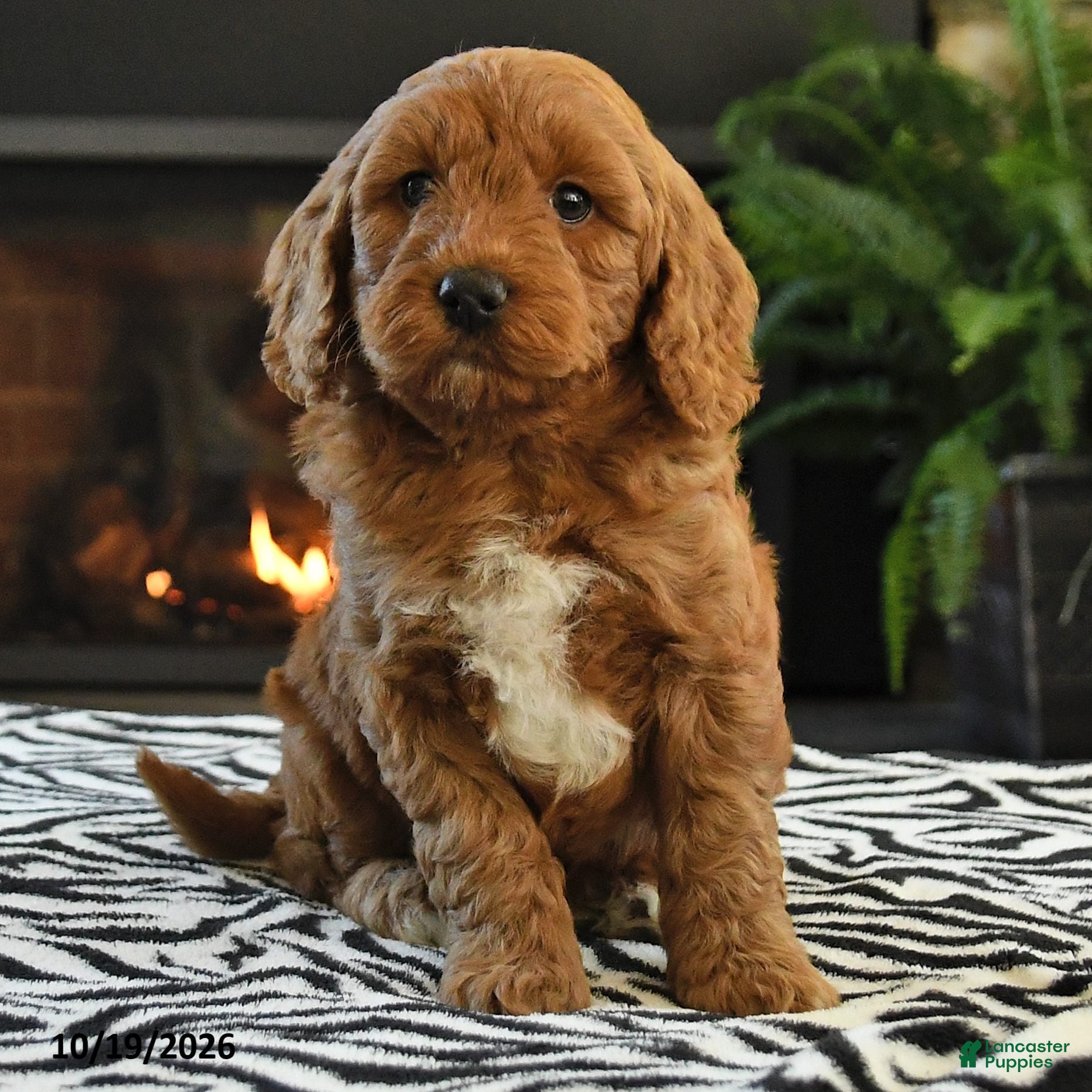 Mini Goldendoodle dogs Laverne - Ad 2