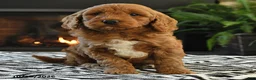 Mini Goldendoodle dogs for sale: Laverne - Ad 2