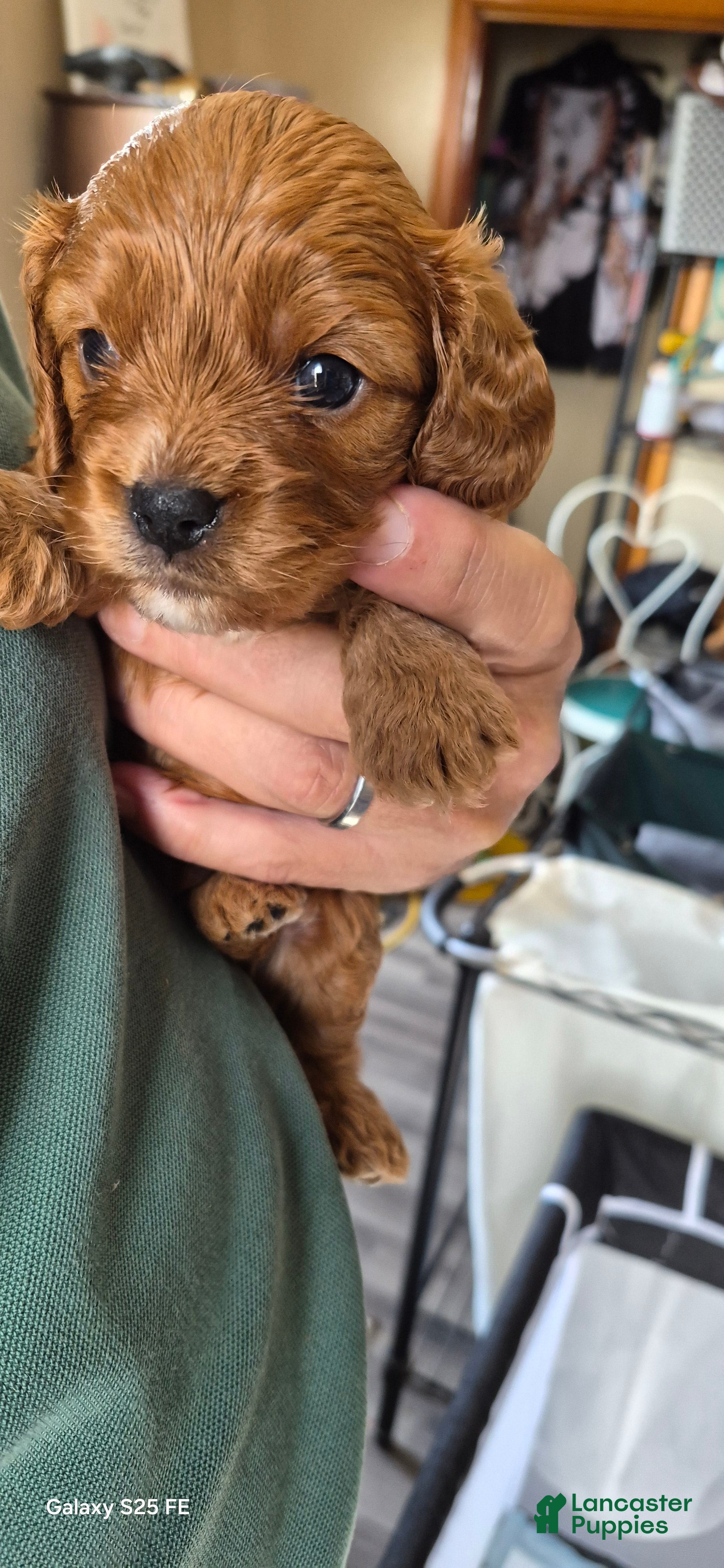 Cavapoo dogs Cavapoo 1 - Ad 1