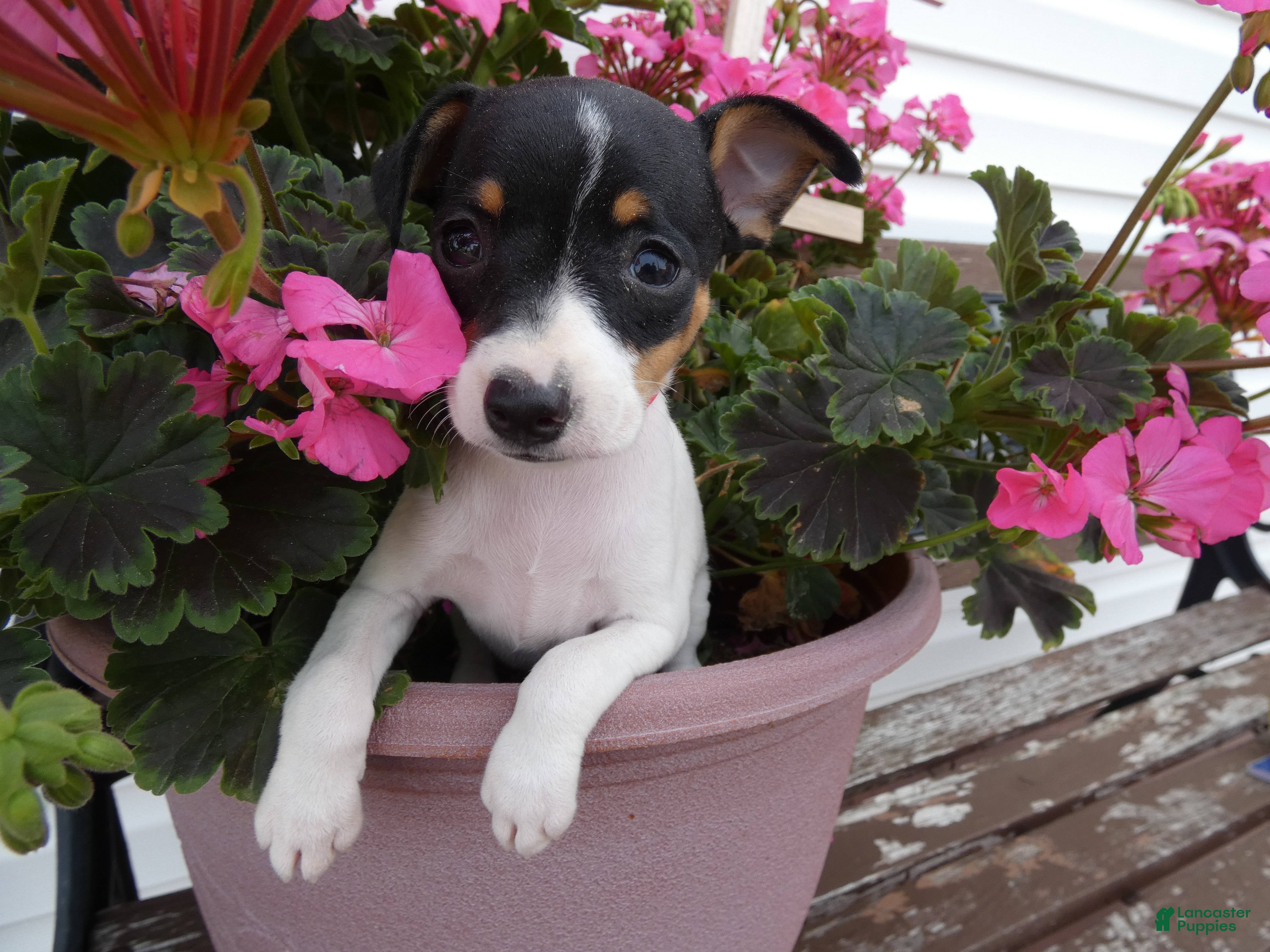 Toy Fox Terrier dogs Toy Fox Terrier 4 Dalia - Ad 21