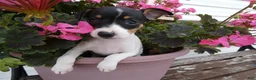 Toy Fox Terrier dogs for sale: Toy Fox Terrier 4 Dalia - Ad 1