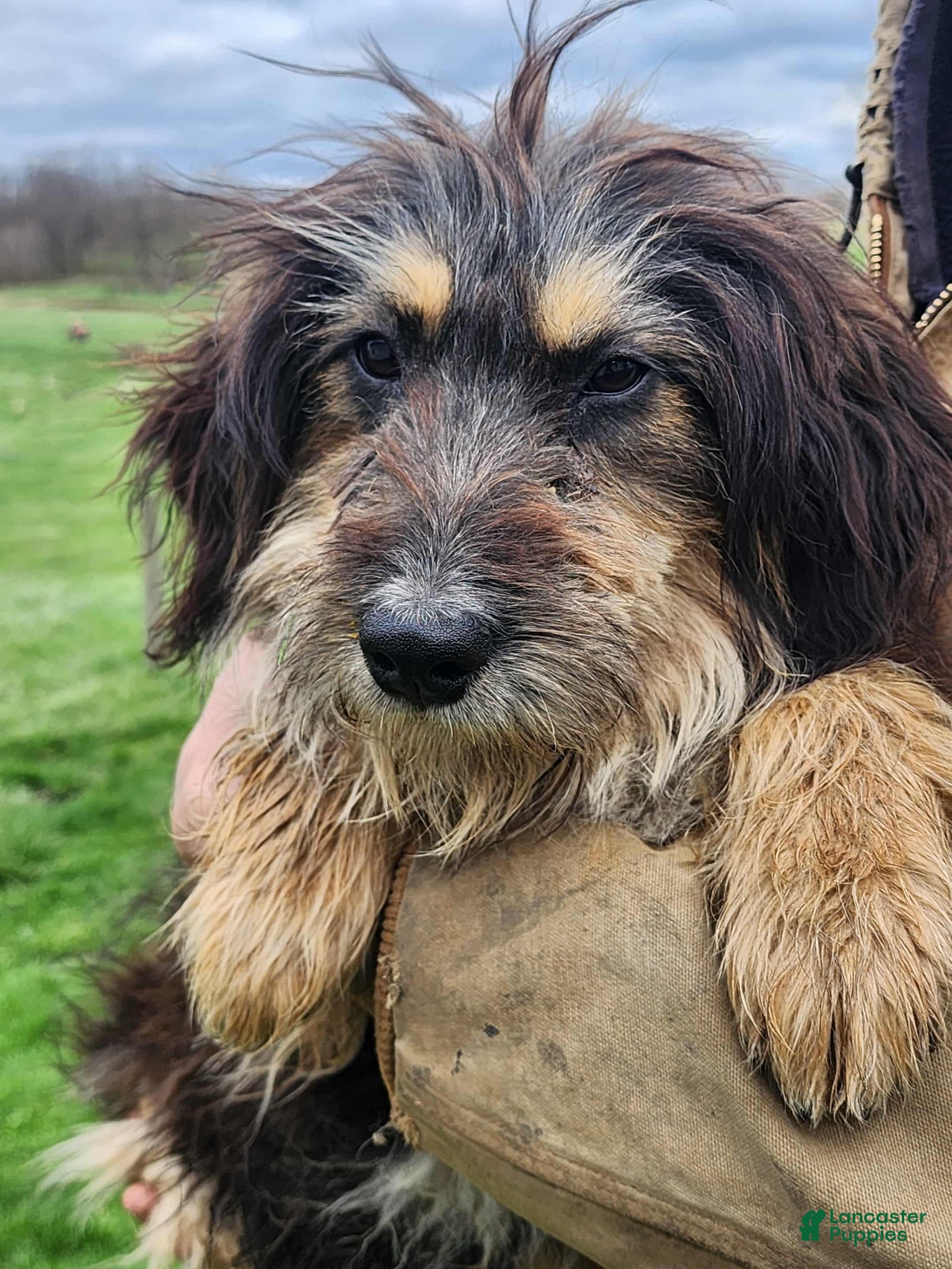 Bernedoodle dogs Bernedoodle Puppy 1 - Ad 2