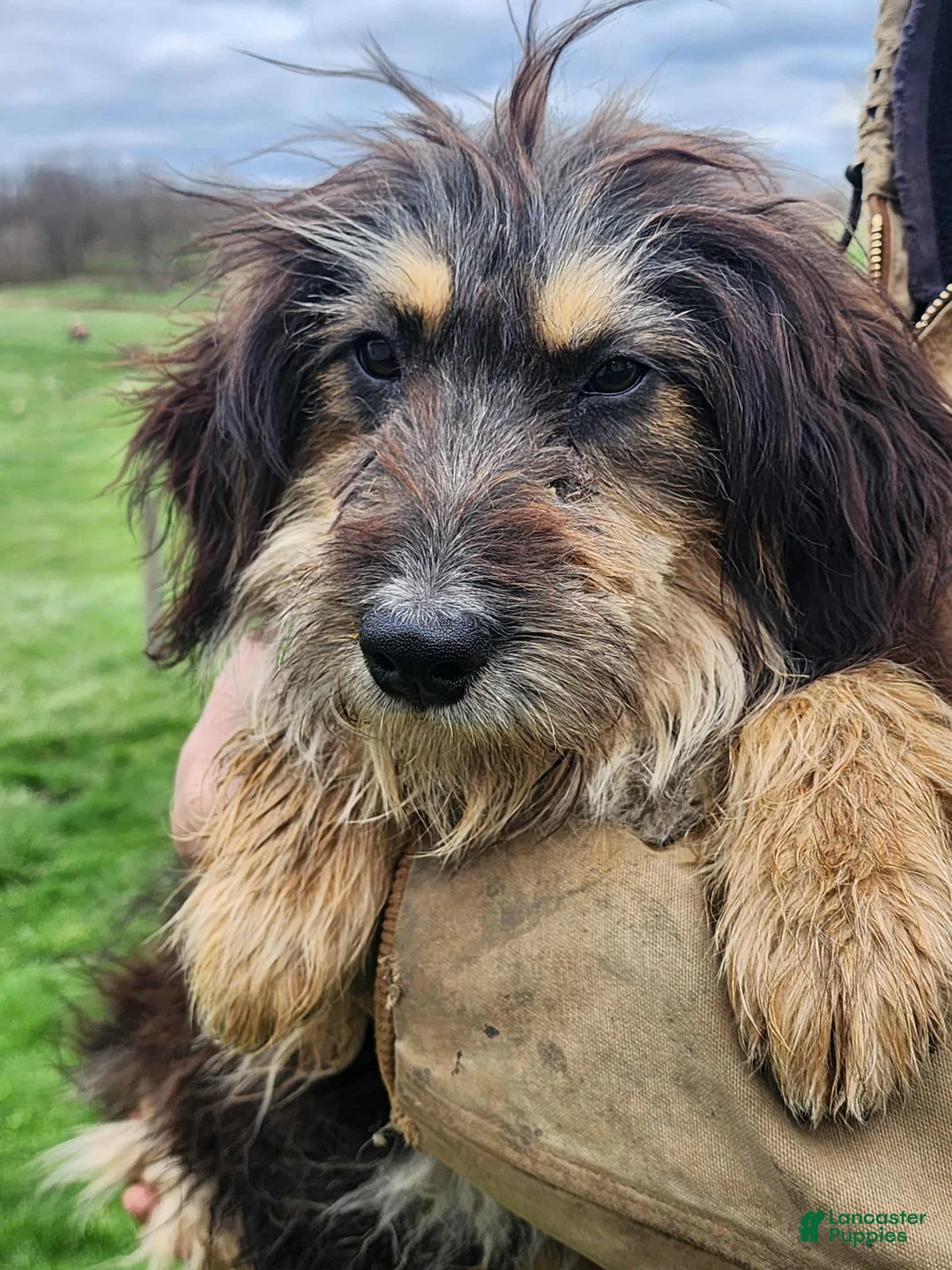 Bernedoodle dogs for sale: Bernedoodle Puppy 1 - Ad 2