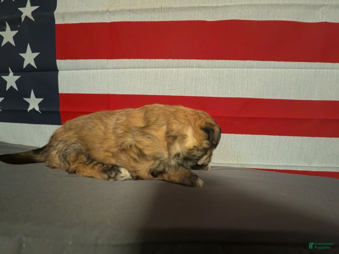 Shih Tzu dogs for sale: Tammy - Ad 2