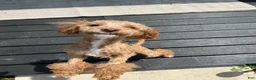 Miniature Poodle dogs for sale: Miniature Poodle 1 - Ad 5