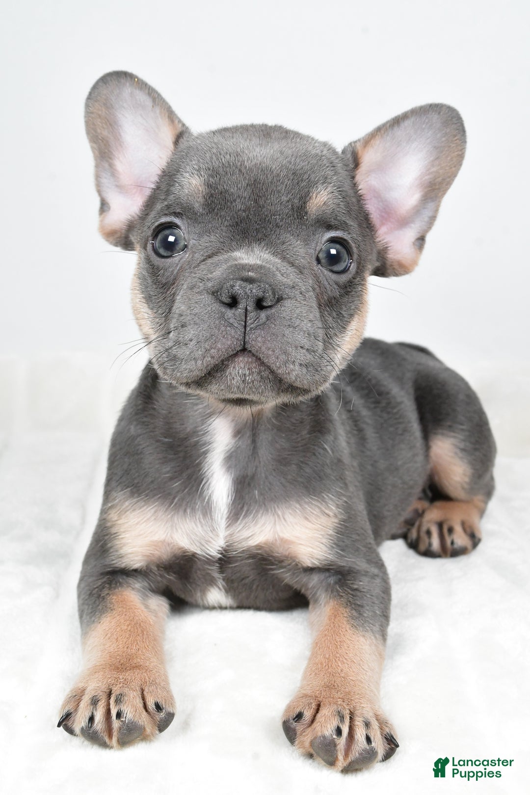 French Bulldog dogs for sale: Finley - Ad 5