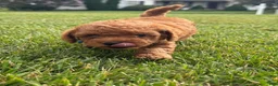 Miniature Labradoodle dogs for sale: Finn - Ad 4