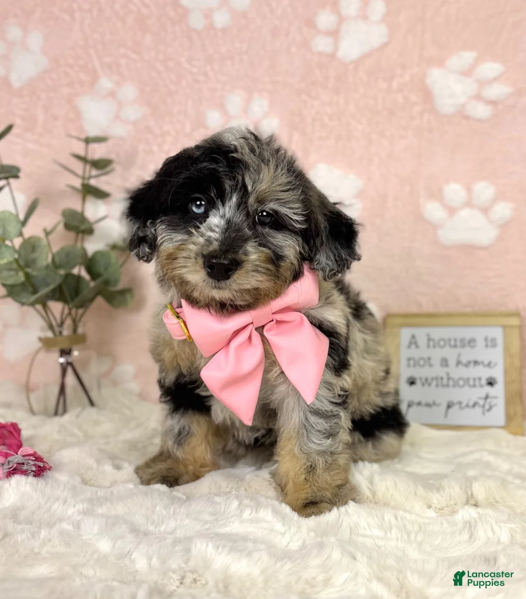 Mini Bernedoodle dogs for sale: Brooklyn - Ad 2
