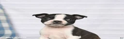 Boston Terrier dogs for sale: Renee - Ad 4