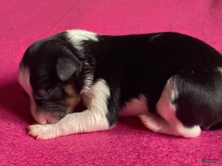 Mixed Breed dogs for sale: Tri - Female - Ad 1