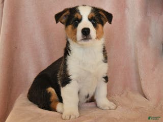 Welsh Corgi Pembroke dogs Irene - Ad 1