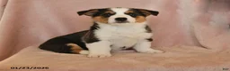 Welsh Corgi Pembroke dogs for sale: Irene - Ad 7