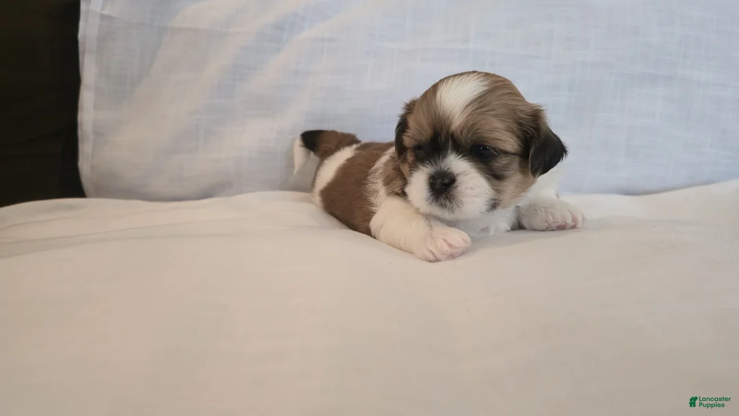Shih Tzu dogs for sale: Twix  - Ad 4