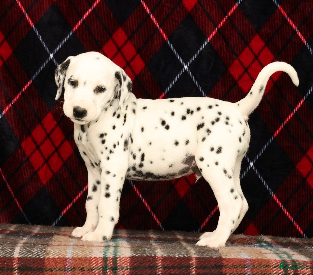 Dalmatian dogs Riley - Ad 1