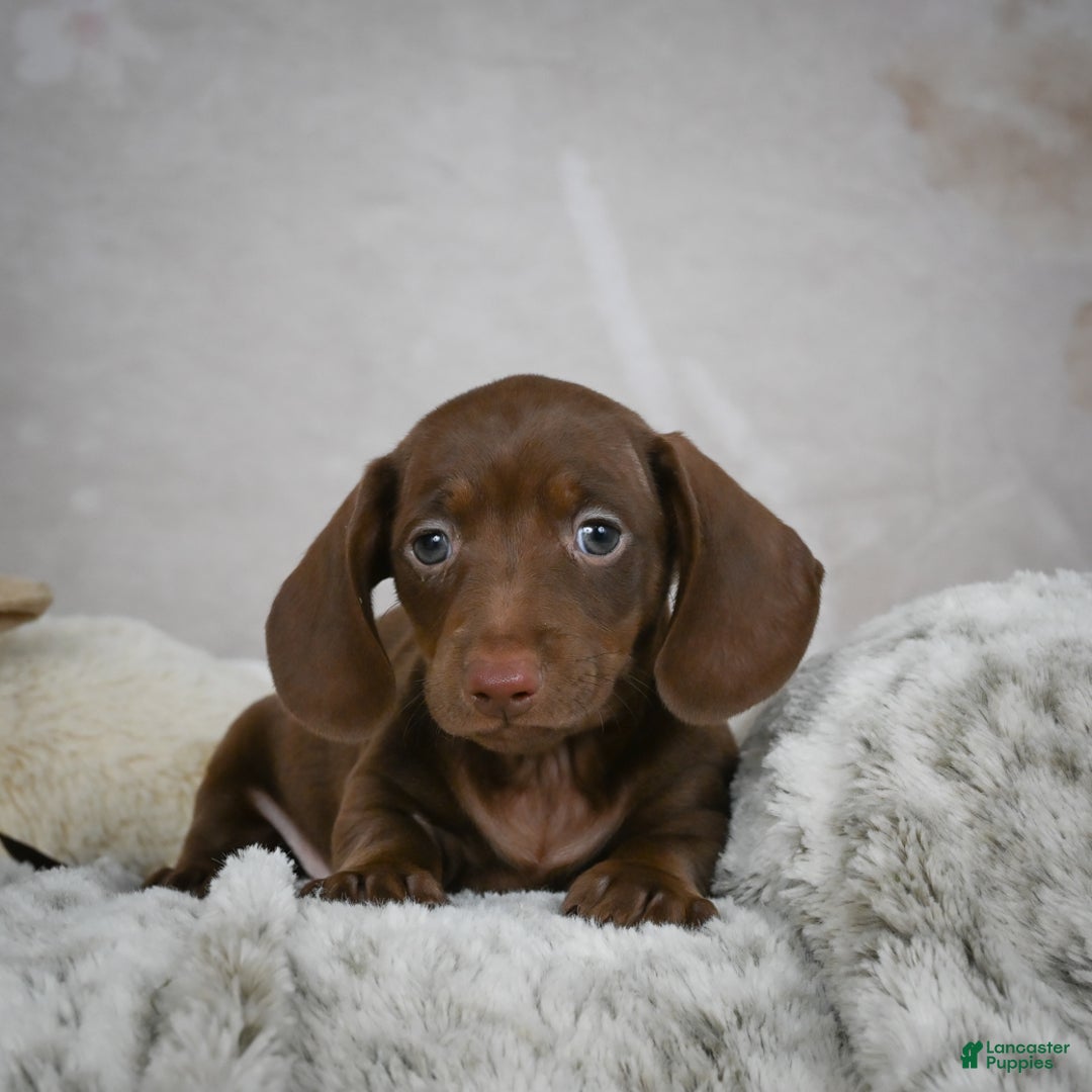 Miniature Dachshund dogs for sale: Hazel - Ad 14