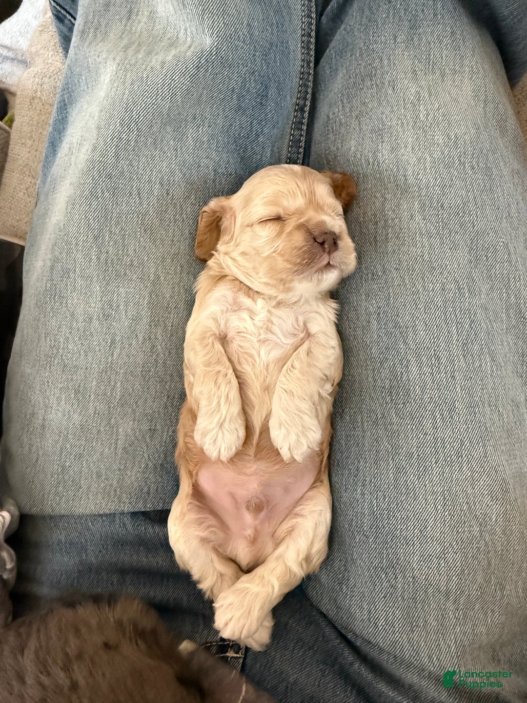 Cocker Spaniel dogs for sale: Teddy - Ad 9