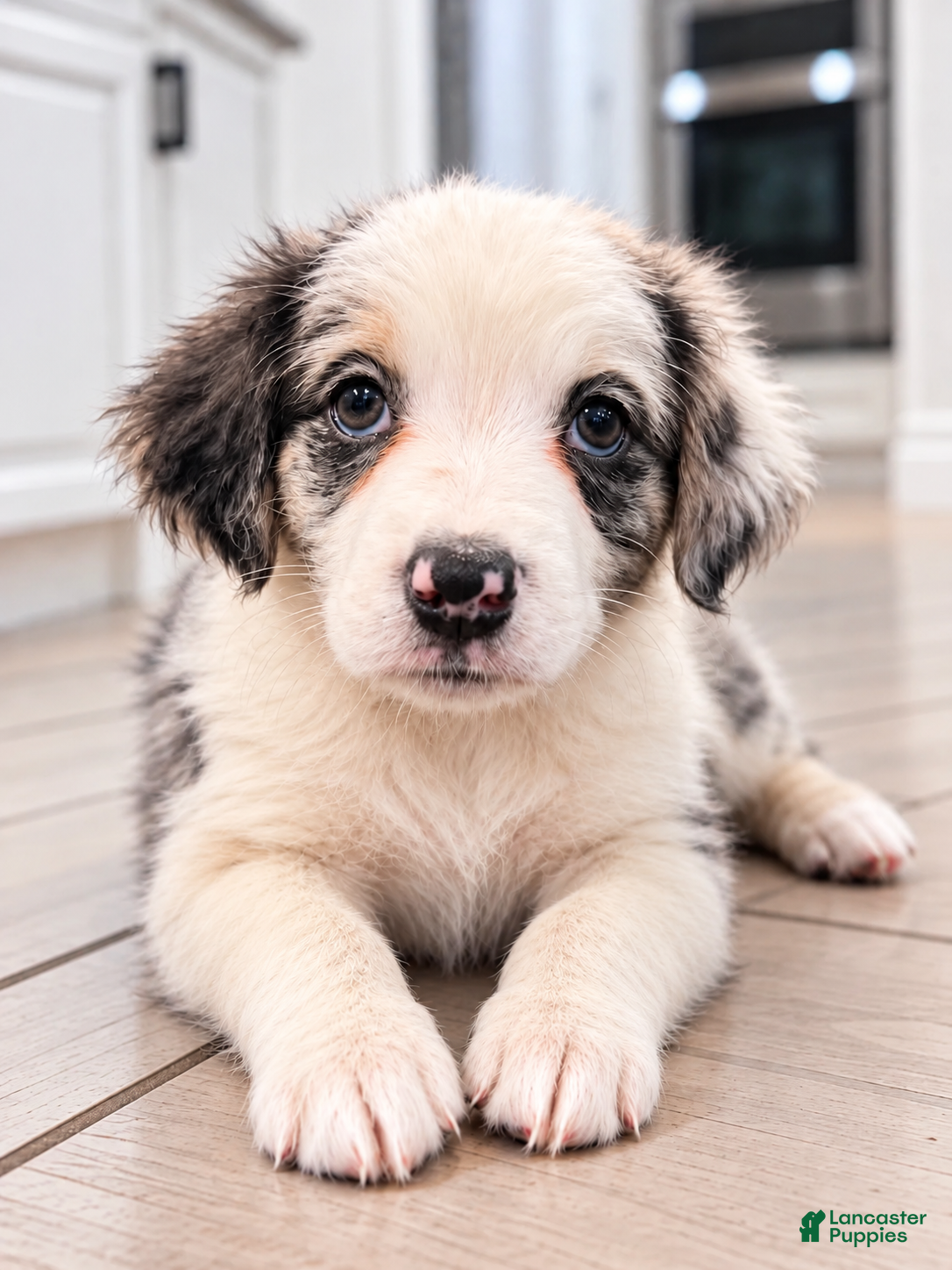 Mixed Breed dogs Mila - Ad 2