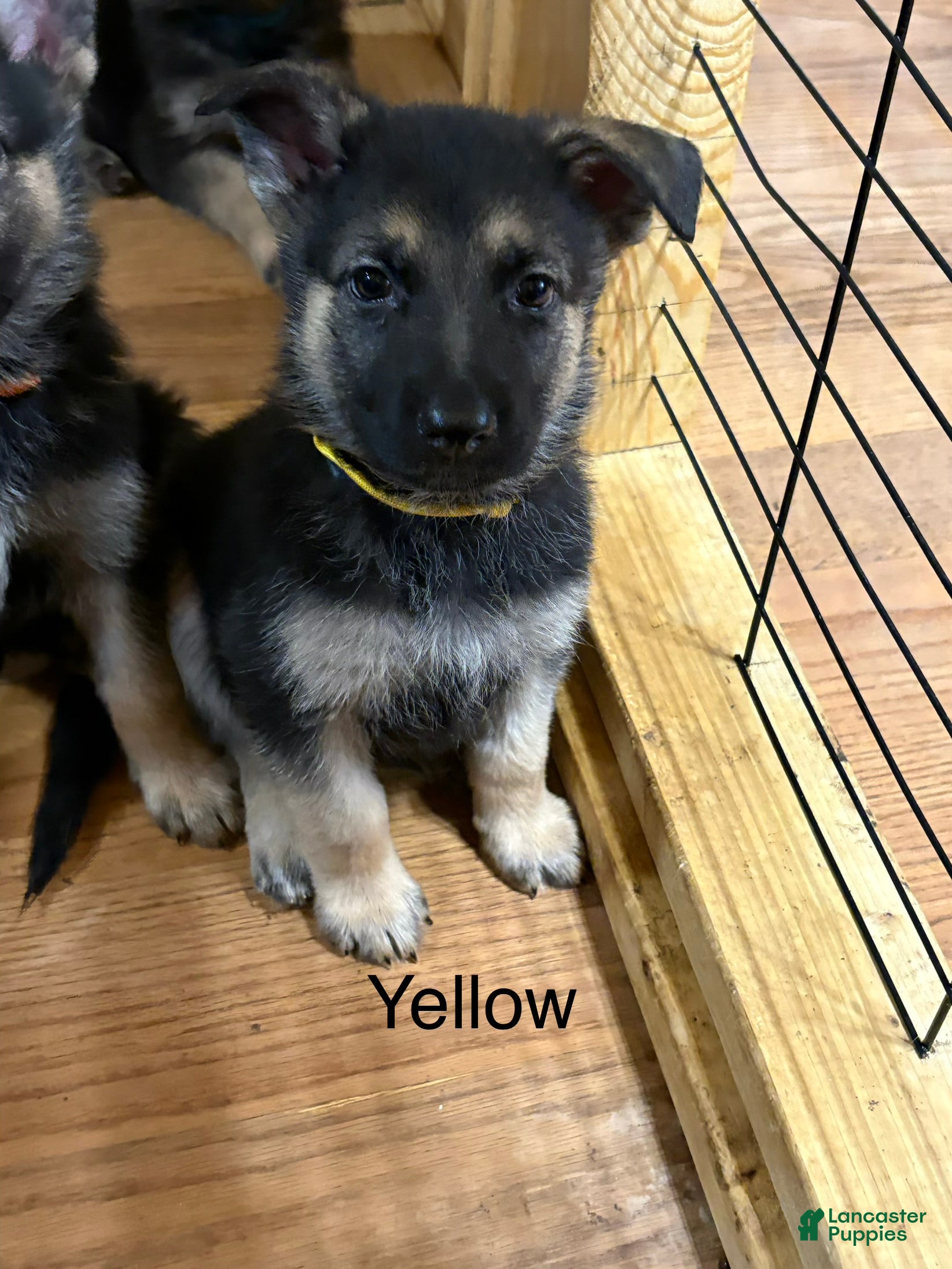 German Shepherd dogs Yellow - Ad 2