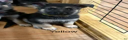 German Shepherd dogs for sale: Yellow - Ad 4
