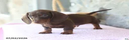 Miniature Dachshund dogs for sale: Waylon - Ad 3