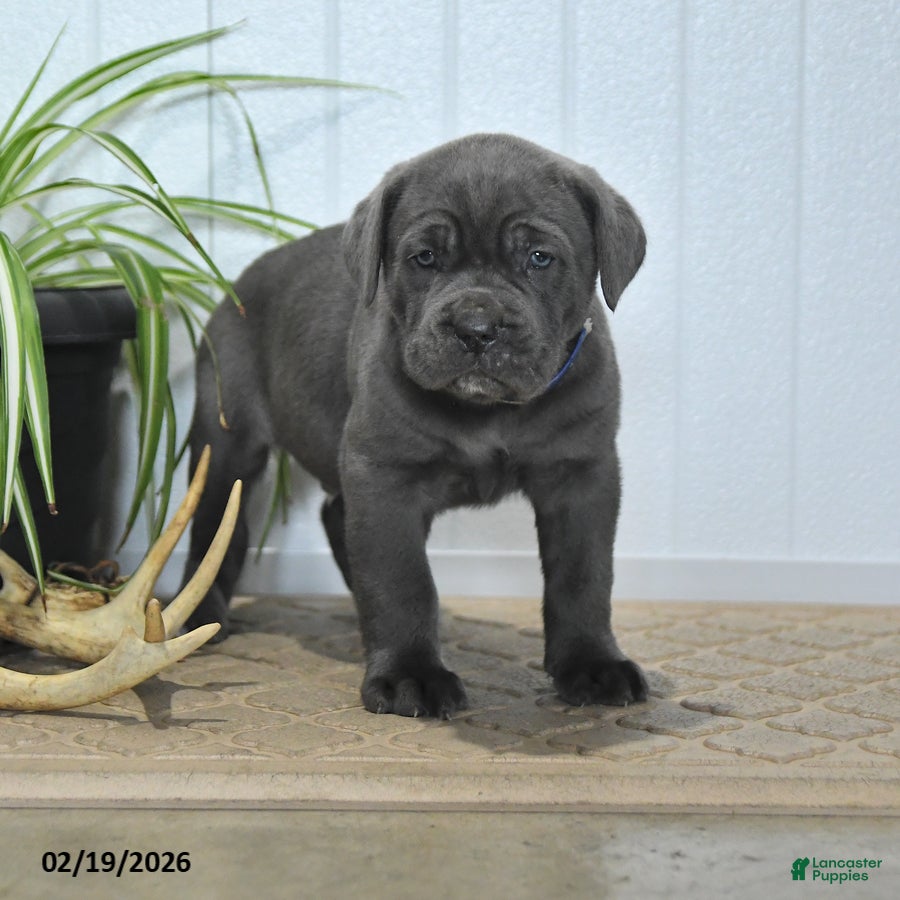 Cane Corso dogs Gnome - Ad 1