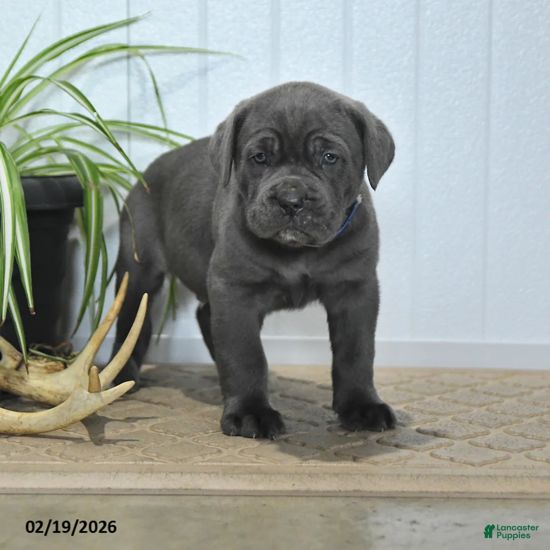 Cane Corso dogs for sale: Gnome - Ad 1