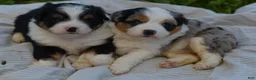 Aussiedoodle dogs for sale: Steak - Ad 20