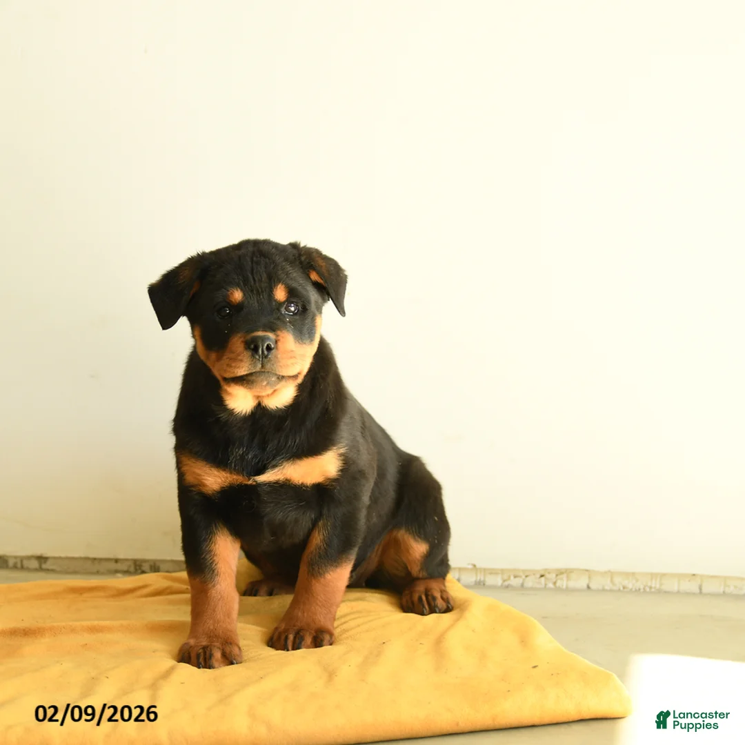 Rottweiler dogs for sale: Selena - Ad 1