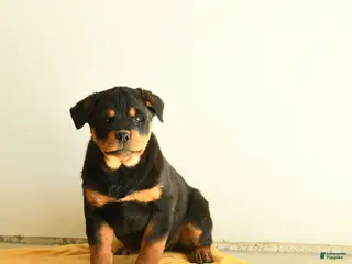 Rottweiler dogs Selena - Ad 2