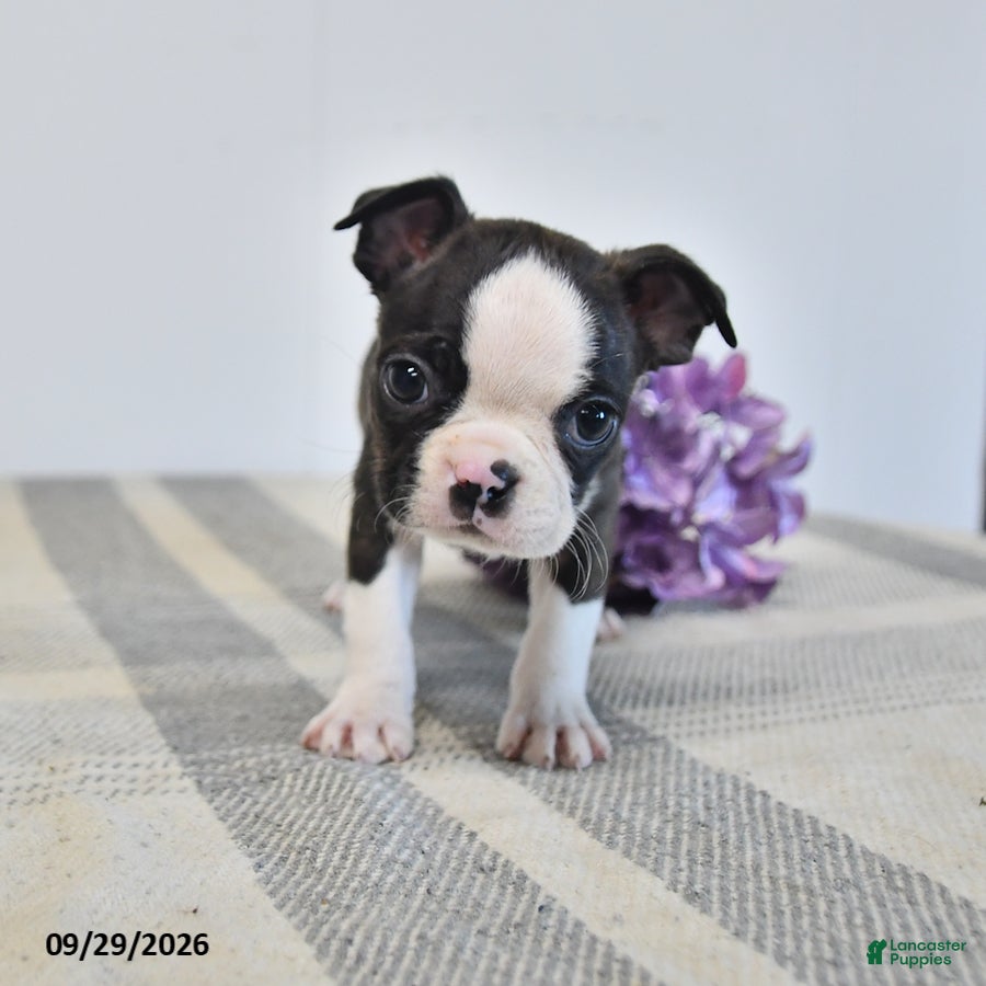 Boston Terrier dogs Henric - Ad 1