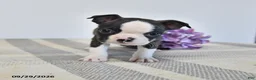 Boston Terrier dogs for sale: Henric - Ad 1