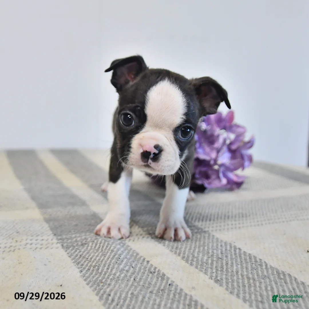 Boston Terrier dogs for sale: Henric - Ad 1