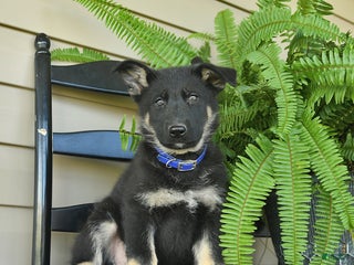 German Shepherd dogs - Ad 12