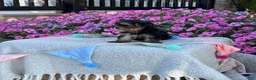 Yorkshire Terrier dogs for sale: Ivy - Ad 4