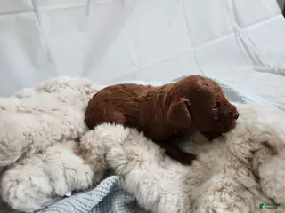 Cavapoo dogs for sale: Finley - Ad 4