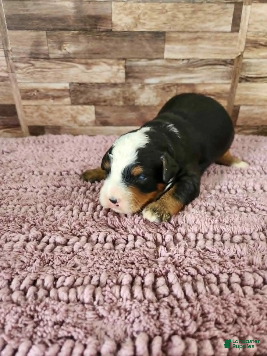 Mini Bernedoodle dogs for sale: #1 Male Mini Bernedoodle - Ad 1