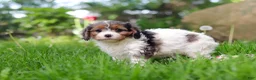 Cavapoo dogs for sale: Bella - Ad 6