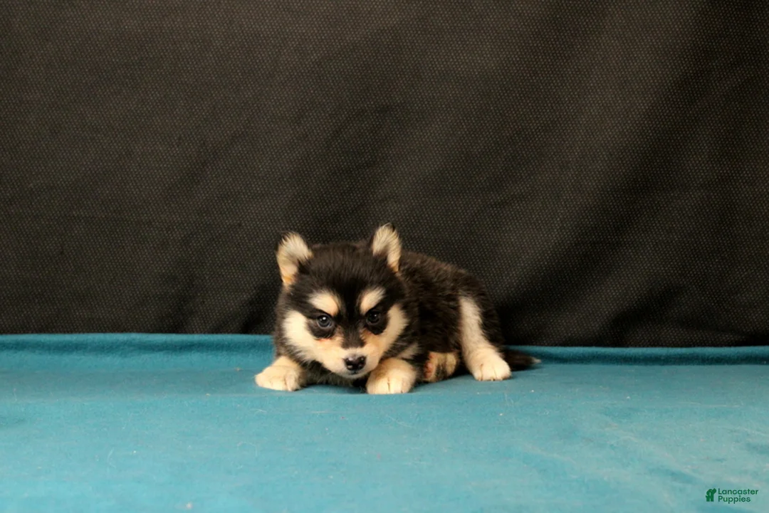 Pomsky dogs for sale: Savannah - Ad 2