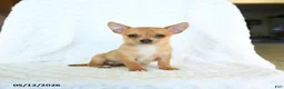 Chihuahua dogs for sale: Rusty - Ad 1