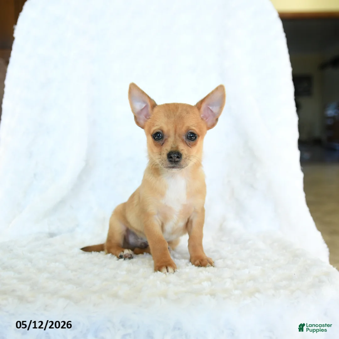 Chihuahua dogs for sale: Rusty - Ad 1