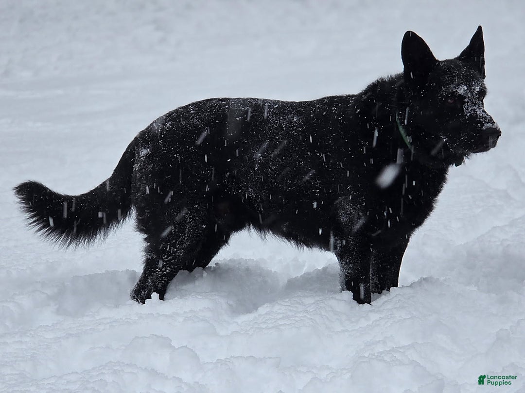 German Shepherd dogs for sale: James Bond - Ad 10