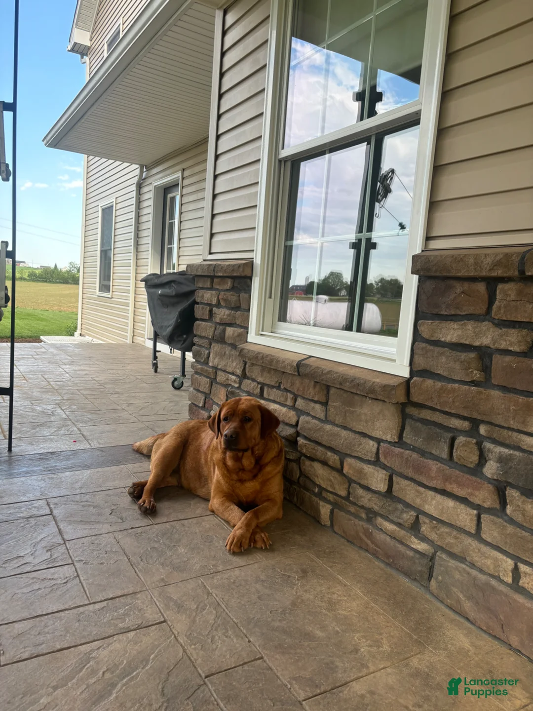 Labrador Retriever dogs for sale: Hallie  - Ad 5