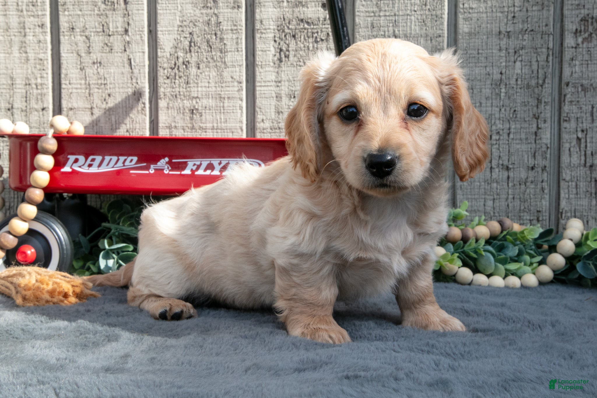 Miniature Dachshund dogs Sandy - Ad 1