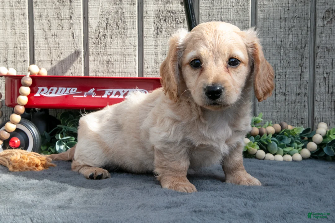 Miniature Dachshund dogs for sale: Sandy - Ad 1