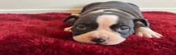 American Bully dogs for sale: Gigi - Ad 2