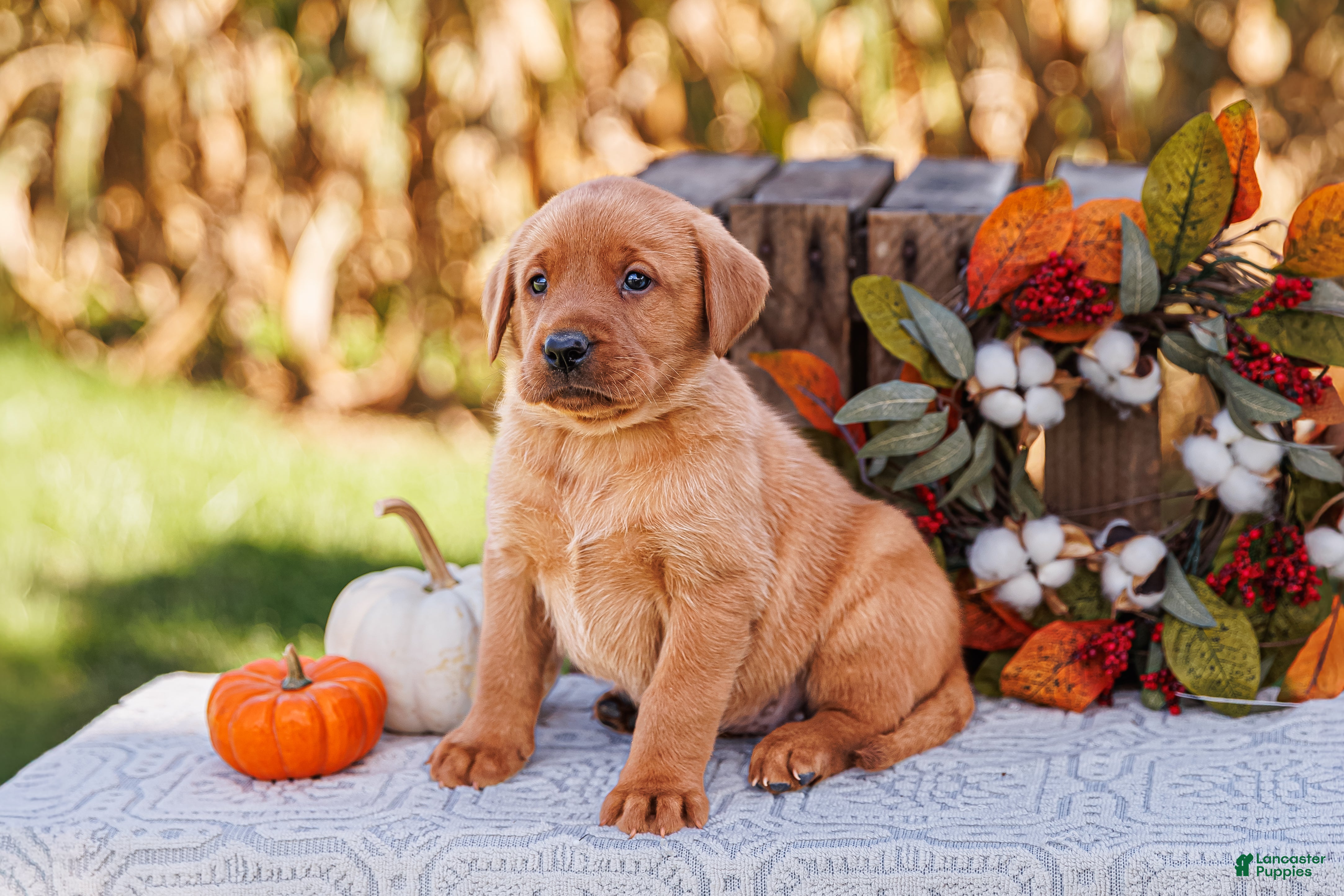 Labrador Retriever dogs Ginger, Labrador Retriever  - Ad 1
