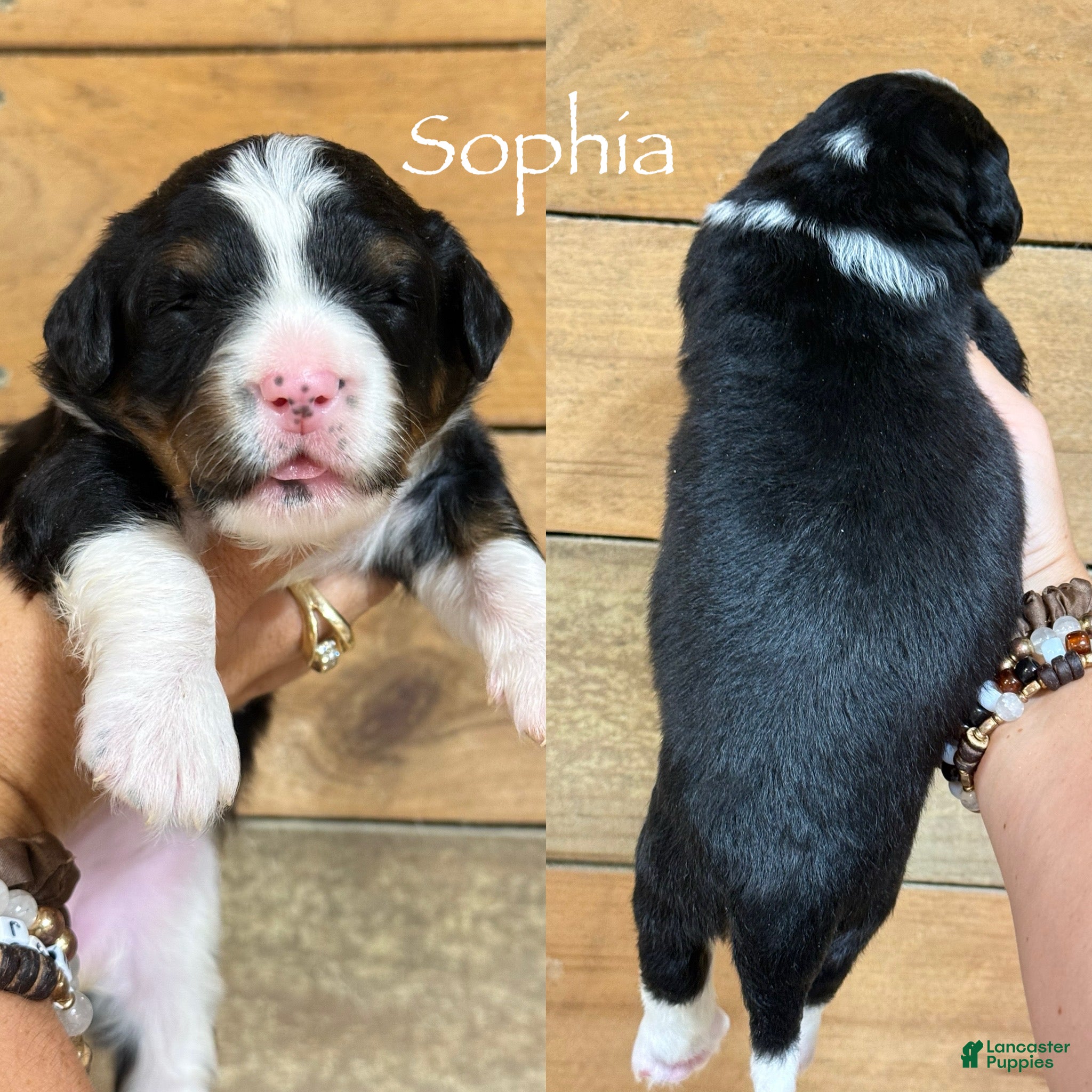 Mini Bernedoodle dogs Sophia - Tricolored Mini Bernedoodle - Ad 33