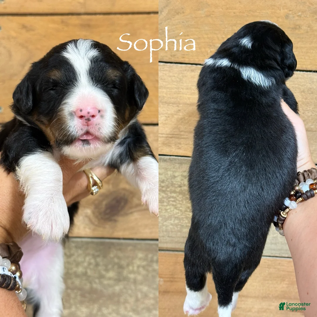 Mini Bernedoodle dogs for sale: Sophia - Tricolored Mini Bernedoodle - Ad 1