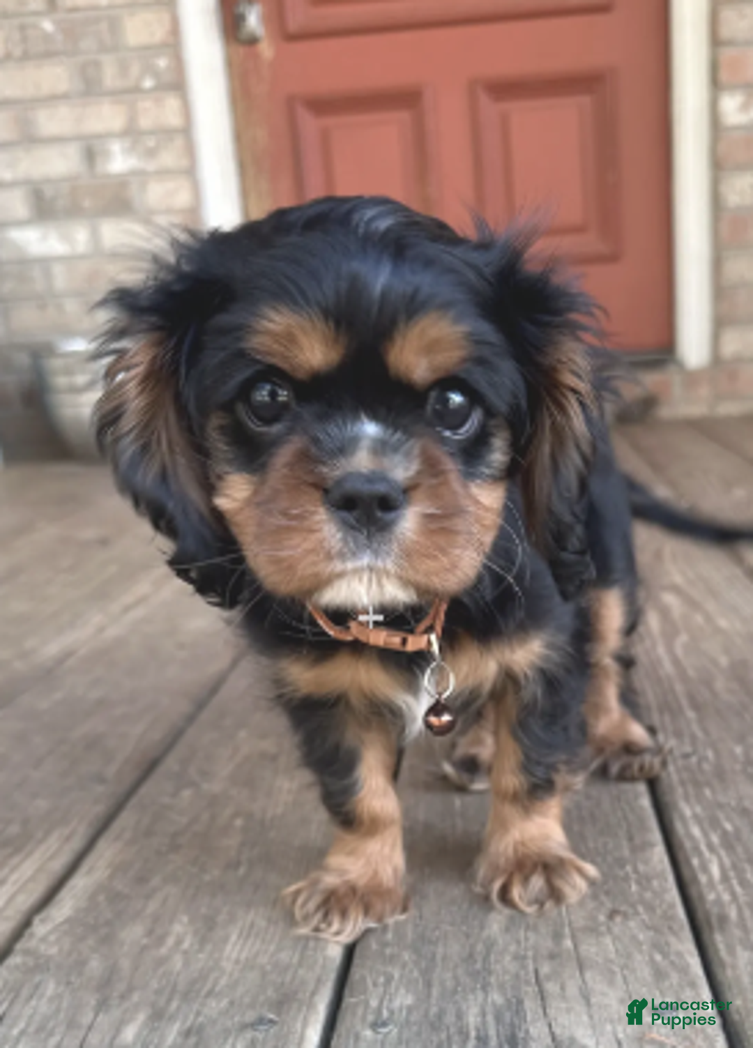 Cavalier King Charles Spaniel dogs for sale: Cavalier King Charles Spaniel Puppy 1 - Ad 2