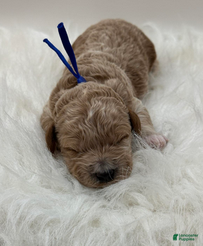 Goldendoodle dogs Blue boy - Ad 6
